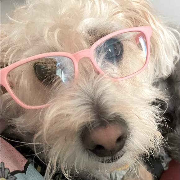 Meet your Posher, Pri! - Picture 1 of 1